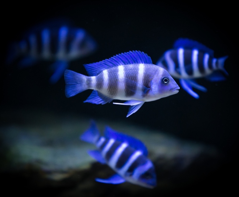 Cyphotilapia gibberosa 'Mtoto'